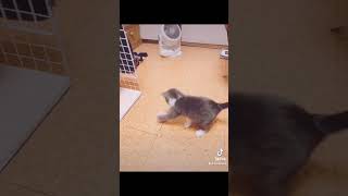 ごろんごろんするハリネズミのおもちゃ #猫 #猫動画 に夢中🦔