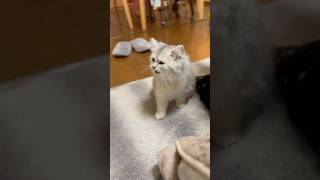 くしゃみが止まらない子猫！！！誰か止めて〜！！！#kitten #cat #面白い子猫