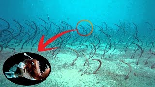 সাগরতলের আতঙ্কজনক কিছু আবিষ্কার │ Most Amazing \u0026 Terrifying Underwater Discoveries