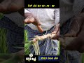 ఔషధ పంట వస సాగు పిలకలు నాటవచ్చు vasa malabar nut cultivation karshaka mitra shorts