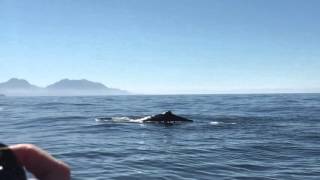 #whale watch #Kaikoura #New Zealand
