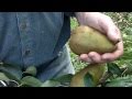 harvesting pears