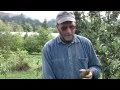 harvesting pears