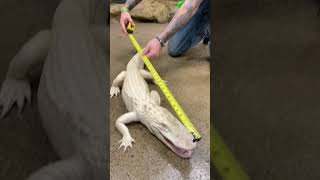 How Big has My White Alligator Gotten?
