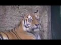 草を食べるアムールトラ リング~amur tiger eats grass