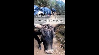 [Travel Vlog] Everest Base Camp Trek - Nepal | エベレスト街道トレッキング  - ネパール