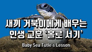 [자립Independence]새끼 거북이에게 배우는 인생 교훈 ‘홀로 서기’(ENG Baby Sea Tutle’s Lesson)