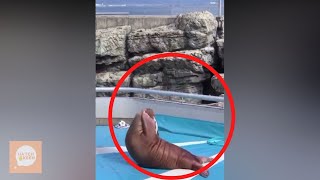 A Walrus Doing Sit-ups Is All We Want to See