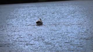 Pelican release