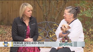 Pet of the Week: Sweet Fergie, the Yorkie