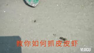 皮皮虾如何抓，How to catch Pipi Alien shrimp，Udang Pippi，Hoplocarida，Camarones Pippi，ピッピえび