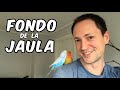 ¿Qué poner en el fondo de la jaula de los pájaros?