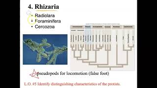 Biology 112 Protist 3rd Set Part 1