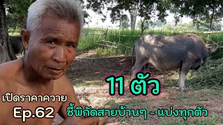 เปิดราคาควาย Ep.62 ชี้พิกัดสายบ้านๆ -แบ่งทุกตัว T.064-0308-071 พ่อสมหวัง