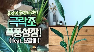 존재감 뿜뿜💚🌿휴양지 같은 집!🌴극락조 키우기 TIP💚폭풍성장 공개!😍여인초 구별법🌝분갈이 영상포함🪴반려식물🌳플랜테리어