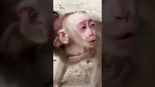 Monkey baby Garina hugs ugly Jessy. Poor monkeys. #Monkey  #babymonkey #animals #garina