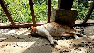 おい！野良猫。いつまで寝てるんだ。