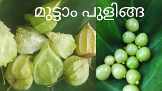 മുട്ടാം പുളി പഴം - കാട്ടു പഴം || muttam puli