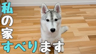 【 ハスキー犬 】このままじゃ危険！滑り止めコーティング剤は床の滑りを軽減できる！？