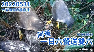 20220531 大安阿爸 一日六餐送雙六 紅26\u0026紅C6 - 大安森林公園鳳頭蒼鷹育雛直播