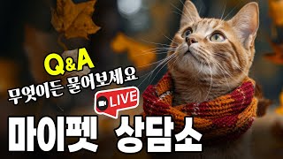 [제210화] 마이펫 라이브 상담소. 고양이 Q n A