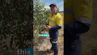 Guess how many trees are planted at this NSW gold and copper mine? [NSW MINING]