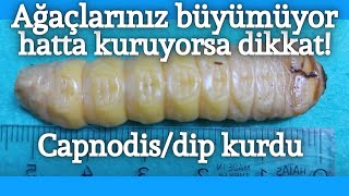 Ağaçlar büyümüyorsa veya kuruyorsa dikkat! Capnodis/dip kurdu