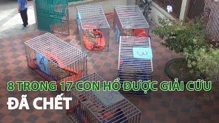 8 trong 17 con Hổ được giải cứu đã chết| VTC14
