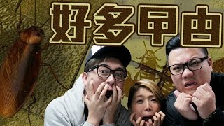 變左做曱甴?! 唔好殺我呀!!w/麻布, 細B【Cockroach Simulator】