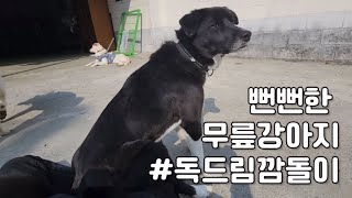 [독드림쉼터] 봉사자무릎에 앉고싶은 대형 무릎강아지 깜돌이 근데이제 뻔뻔함을 곁들인..