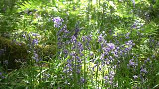 Bluebells and birdsong in Greenwood Park [4k] - Sony RX100 V