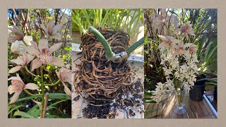 2339 大花蕙蘭一棵變三棵及跟進 how to devide cymbidium orchid and its follow-up