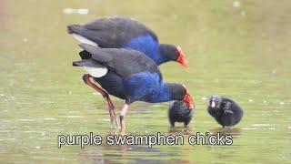 The most beautiful waterfowl, purple swamphen chicks