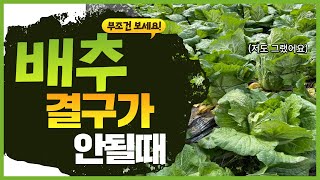 지금 배추가 결구가 안되나요? 지금 당장! 영상 시청하십시오 자세하게 알려드립니다