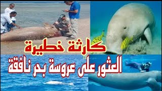 العثور علي عروسة البحر نافقة أمام شواطئ ابو سوما الغردقة البحر الأحمر