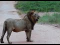 WATCH - 4k highlight reel of Amazing Safaris-Kruger National Park-Big 5, Wild dogs, Eagles, Giraffe.