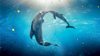 Healing songs of Dolphins & Whales -  Deep Meditative Music for Harmony of Inner Peace