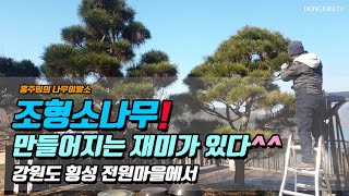 조형소나무! 만들어지는 재미가 있다.. 강원도 횡성 전원마을에서 / Have fun making pine trees 002!