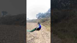 forest life peacock#vtr #viralvideo #shorts #yt #birds #peacock #youtubeshorts #foryou #2025