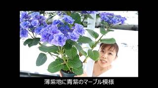 母の日プレゼント　あじさいギフト　さかもと園芸　達人のあじさい　群馬の鉢花ギフト　フェアリーマーブル　youtube sakamotoengei hydrangea