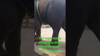 হাতি দিয়ে ব্যবসা করছে বন্দর বাজার কালিঘাট সিলেট