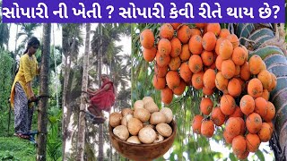 સોપારી કેવી રીતે બને છે || Supari kaise banti hai | How Areca nut are made || Supari Ki Kheti India