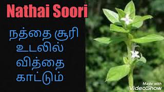 நத்தை சூரி  | Nathai Soori |  உடலில் வித்தை காட்டும் |  பல வித நோய்களை குணபடுத்தும் | Tamil news.