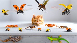 Cat Games | Ultimate Game For Cat Compilation Vol 21 | 6 HOURS 🐞🐭🦎 🦜🐿️🕊️🦀🐦