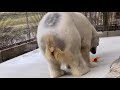 しろくまピース🌈寝転がってもおもちゃと遊ぶピース　とべ動物園にて　polar bear 2020年3月