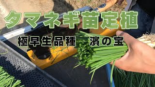 タマネギ定植　極早生タマネギ濱の宝