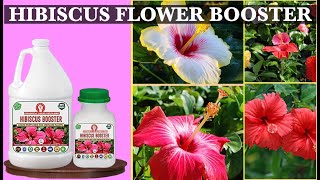 Hibiscus Booster Essential Powerful Liquid Fertilizer for the Best Growth of Hibiscus Plants