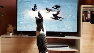 Animals Reacting on TV 2023 [Funny Pets]