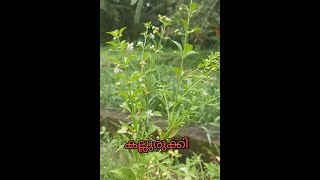 വീട്ടുമുറ്റത്തെ ഔഷധ സസ്യങ്ങൾ #medicinalplants