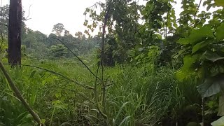 Compartiendoles un terreno con muchos arboles🌳🌺❤🇪🇨